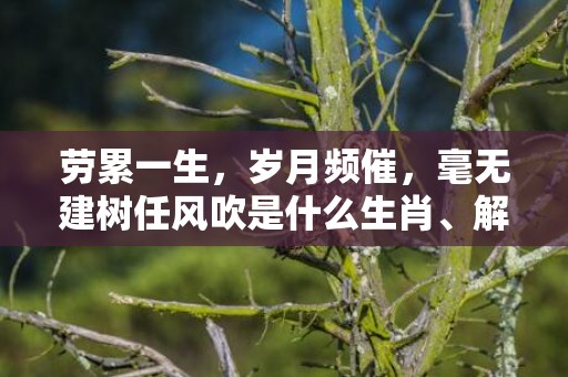 劳累一生，岁月频催，毫无建树任风吹是什么生肖、解释落实释义成语