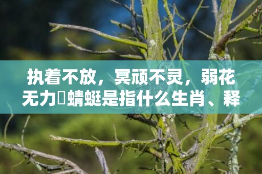 执着不放，冥顽不灵，弱花无力繫蜻蜓是指什么生肖、释义成语解释落实