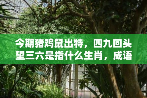 今期猪鸡鼠出特，四九回头望三六是指什么生肖，成语释义解释落实