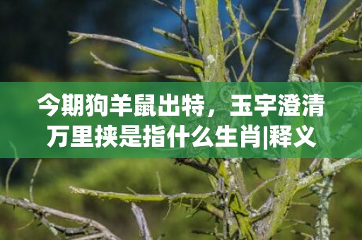 今期狗羊鼠出特，玉宇澄清万里挟是指什么生肖|释义成语解释落实