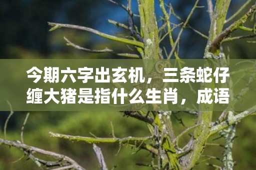 今期六字出玄机，三条蛇仔缠大猪是指什么生肖，成语释义解释落实
