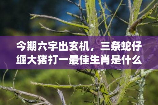 今期六字出玄机，三条蛇仔缠大猪打一最佳生肖是什么"最佳成语最佳释义解释答"