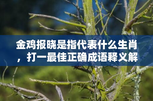 金鸡报晓是指代表什么生肖，打一最佳正确成语释义解释落实