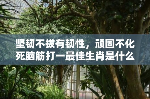 坚韧不拔有韧性，顽固不化死脑筋打一最佳生肖是什么成语解释落实
