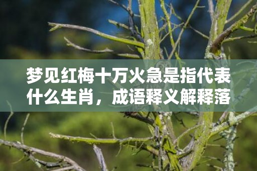梦见红梅十万火急是指代表什么生肖，成语释义解释落实