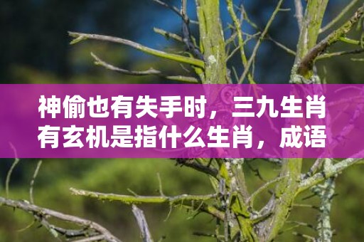 神偷也有失手时，三九生肖有玄机是指什么生肖，成语释义解释落实