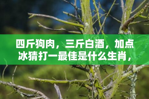 四斤狗肉，三斤白酒，加点冰猜打一最佳是什么生肖，最强大脑解析成语插图