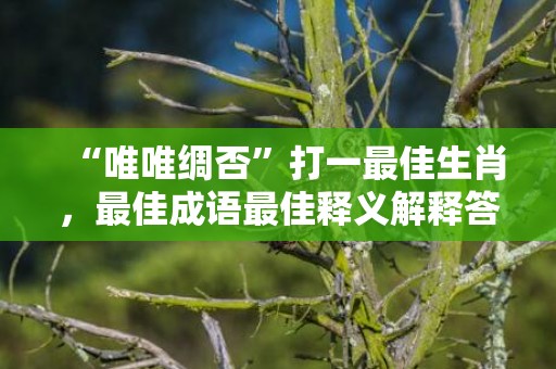 “唯唯绸否”打一最佳生肖，最佳成语最佳释义解释答