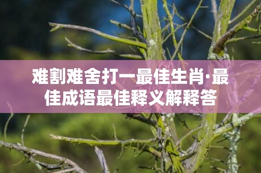 难割难舍打一最佳生肖·最佳成语最佳释义解释答