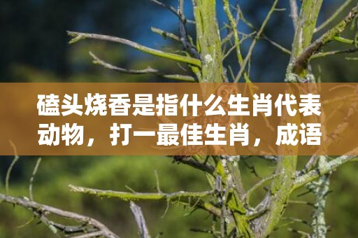 磕头烧香是指什么生肖代表动物，打一最佳生肖，成语释义正确落实