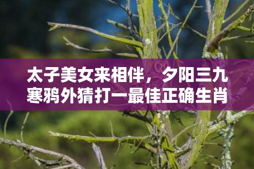 太子美女来相伴，夕阳三九寒鸦外猜打一最佳正确生肖，是指什么生肖成语释义解释落实
