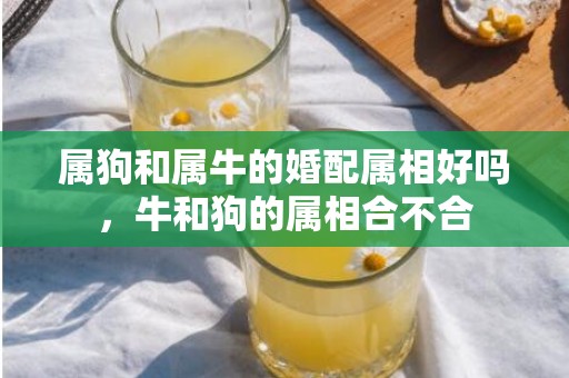 属狗和属牛的婚配属相好吗，牛和狗的属相合不合