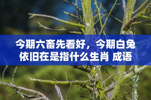 今期六畜先看好，今期白兔依旧在是指什么生肖 成语释义解释落实