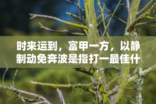 时来运到，富甲一方，以静制动免奔波是指打一最佳什么生肖“释义成语解释落实”