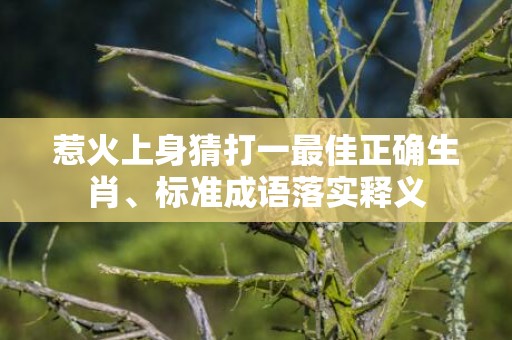 惹火上身猜打一最佳正确生肖、标准成语落实释义
