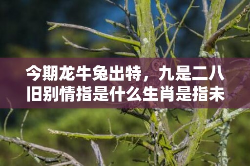 今期龙牛兔出特，九是二八旧别情指是什么生肖是指未什么生肖，猜打一最佳生肖成语落实释义标准