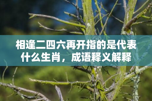 相逢二四六再开指的是代表什么生肖，成语释义解释