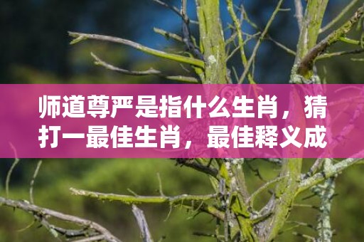 师道尊严是指什么生肖，猜打一最佳生肖，最佳释义成语解释最佳答