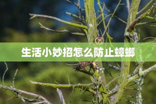 生活小妙招怎么防止蟑螂
