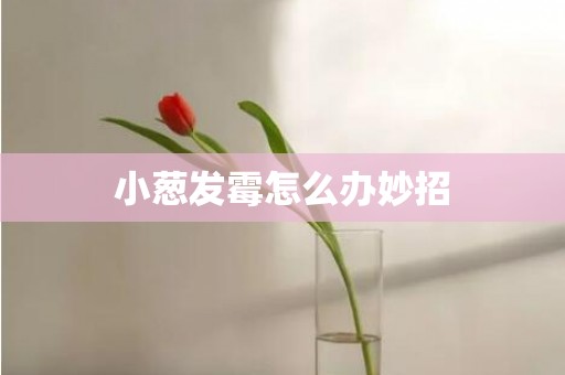 小葱发霉怎么办妙招