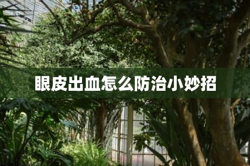 眼皮出血怎么防治小妙招