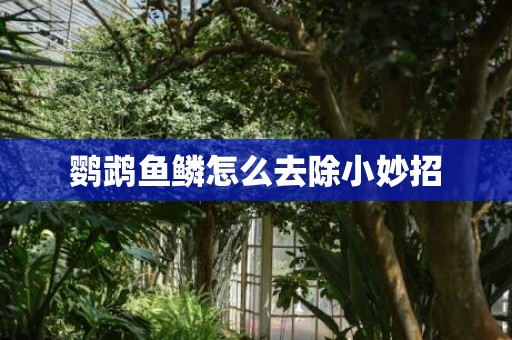 鹦鹉鱼鳞怎么去除小妙招