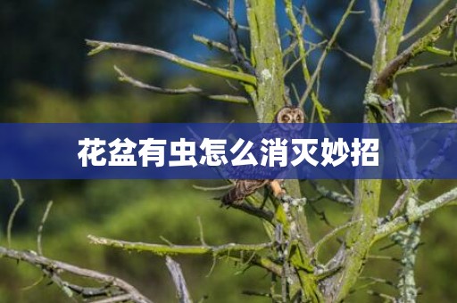 花盆有虫怎么消灭妙招