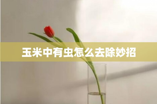 玉米中有虫怎么去除妙招