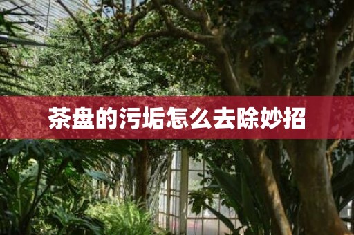 茶盘的污垢怎么去除妙招
