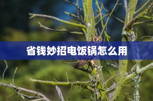 省钱妙招电饭锅怎么用