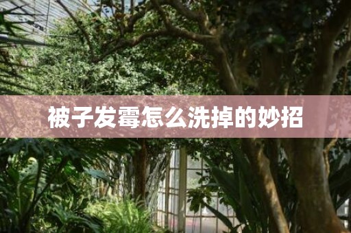 被子发霉怎么洗掉的妙招