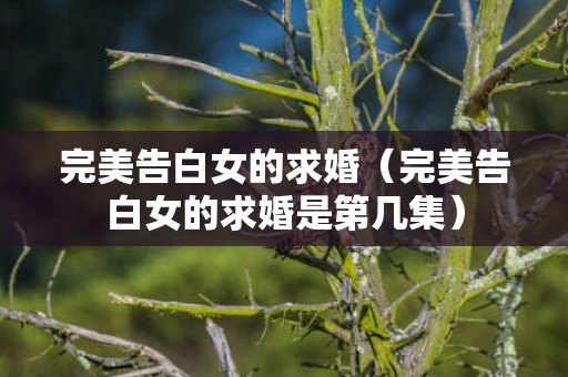 完美告白女的求婚（完美告白女的求婚是第几集）