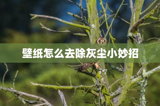 壁纸怎么去除灰尘小妙招