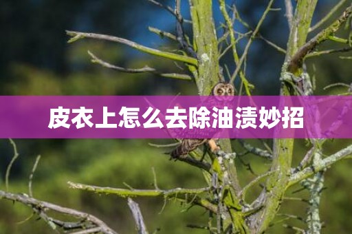皮衣上怎么去除油渍妙招