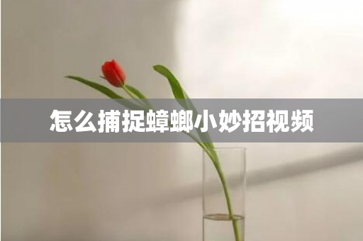 怎么捕捉蟑螂小妙招视频