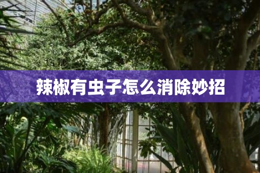 辣椒有虫子怎么消除妙招
