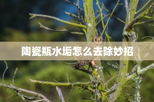 陶瓷瓶水垢怎么去除妙招
