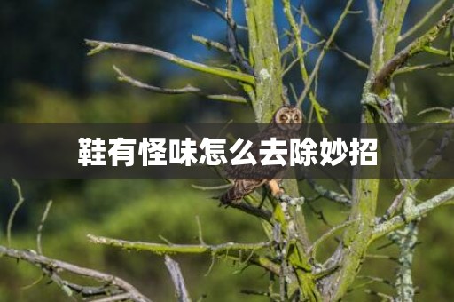 鞋有怪味怎么去除妙招