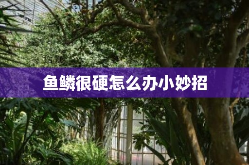 鱼鳞很硬怎么办小妙招