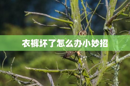 衣裤坏了怎么办小妙招
