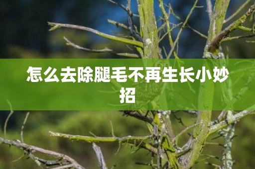 怎么去除腿毛不再生长小妙招