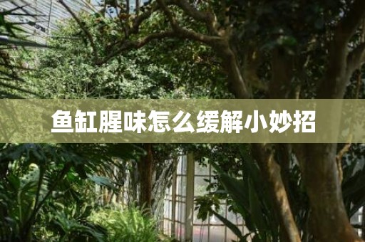 鱼缸腥味怎么缓解小妙招