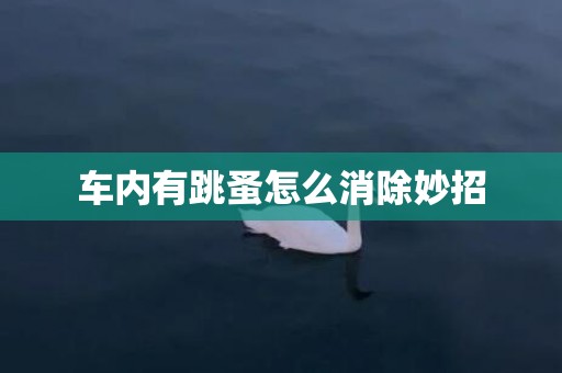 车内有跳蚤怎么消除妙招