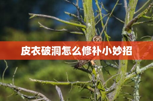 皮衣破洞怎么修补小妙招