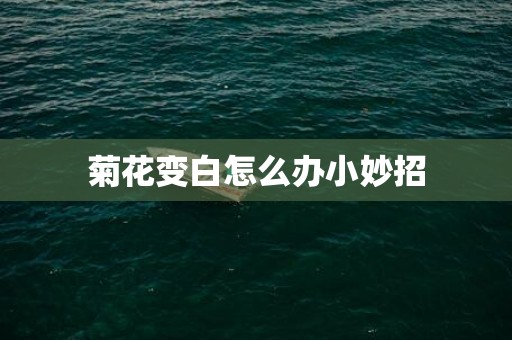 菊花变白怎么办小妙招