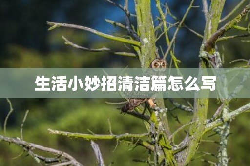 生活小妙招清洁篇怎么写