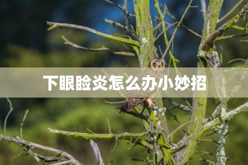 下眼睑炎怎么办小妙招