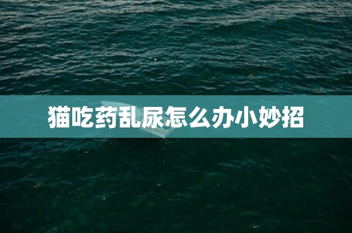 猫吃药乱尿怎么办小妙招