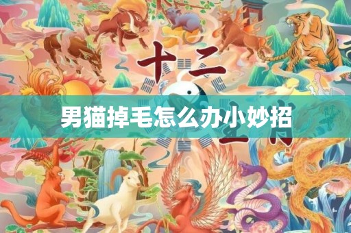 男猫掉毛怎么办小妙招