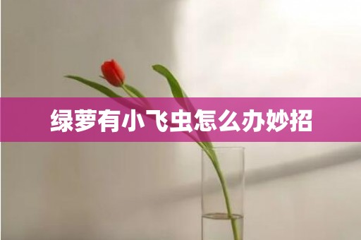 绿萝有小飞虫怎么办妙招